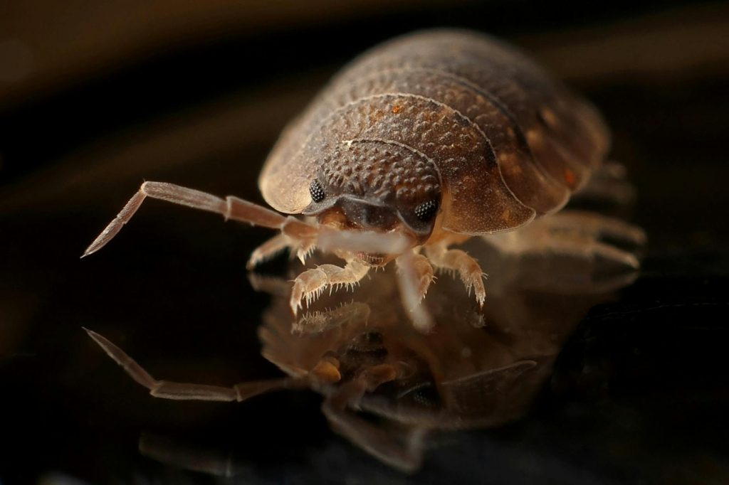 Affordable bed bug fumigation service in Nairobi by Goodlife Movers Kenya.