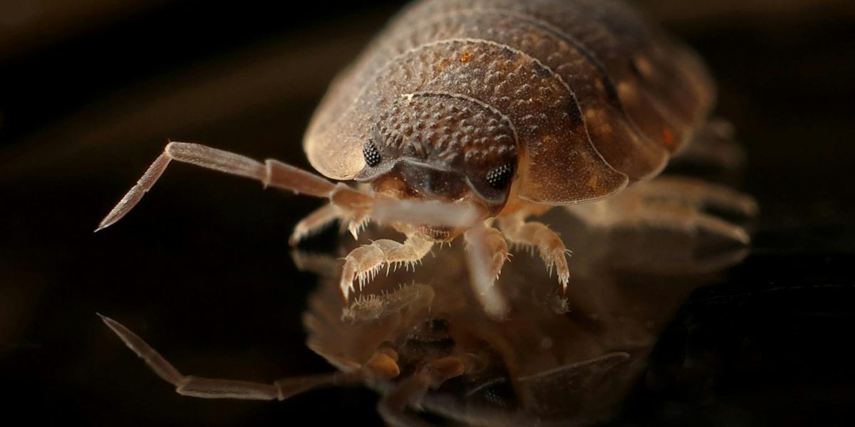 Affordable Bed Bug Fumigation Nairobi | Goodlifemovers Kenya 0729839701