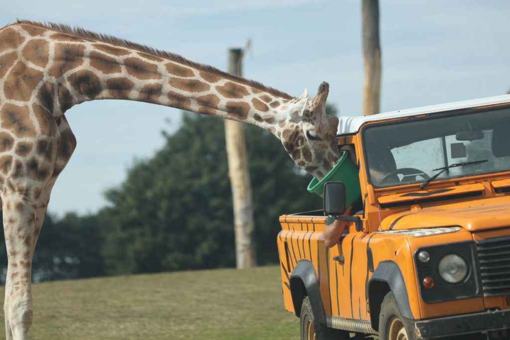 A moving truck parked near safari animals in Nairobi National Park.