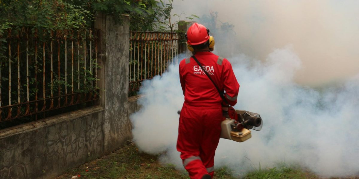 Termite Treatment Nairobi – Affordable Pest Control Experts in Kenya