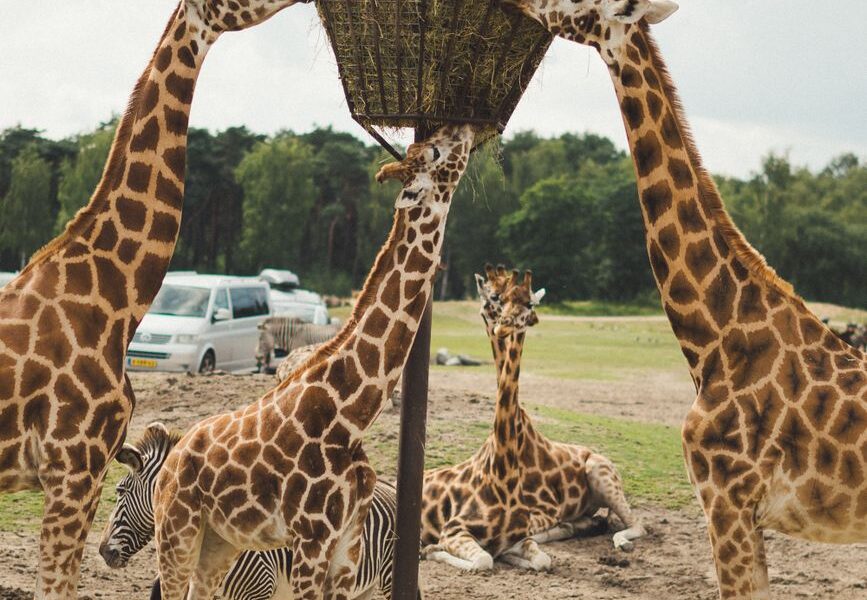 Reliable & Affordable Movers in Safari Park | Goodlifemovers Kenya 0729839701
